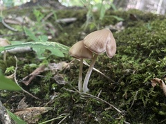 Entoloma