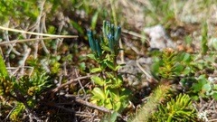 Gentiana glauca
