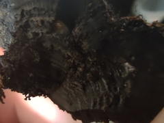 Daldinia childiae
