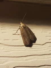 Macrochilo orciferalis