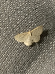 Scopula inductata