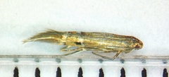 Cosmopterix fernaldella