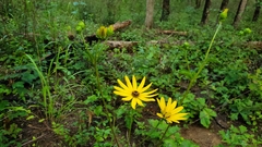 Helianthus atrorubens