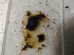 Daldinia childiae