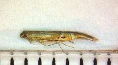 Cosmopterix fernaldella