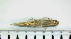 Cosmopterix fernaldella