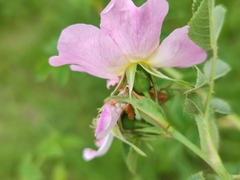 Rosa canina