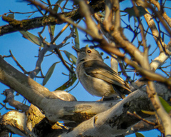 Pachycephala pectoralis