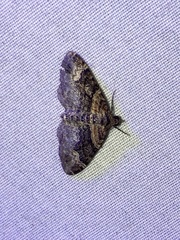 Xanthorhoe ferrugata