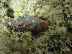 Mitridae
