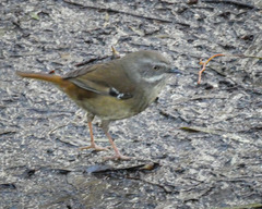 Sericornis frontalis