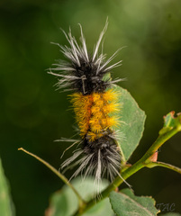 Lophocampa maculata