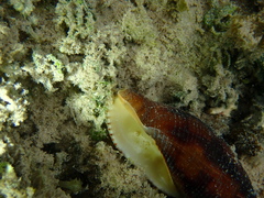Mitridae