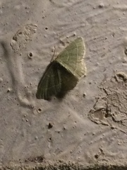 Chlorochlamys phyllinaria