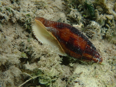 Mitridae