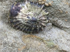Siphonaria australis