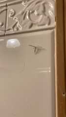 Emmelina monodactyla