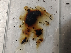 Daldinia childiae