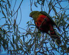 Alisterus scapularis