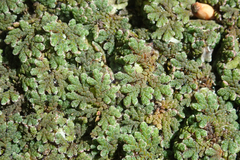 Azolla