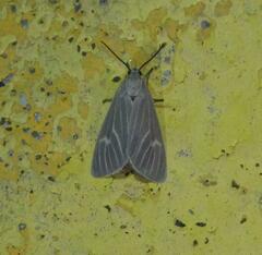 Pygarctia pterygostigma