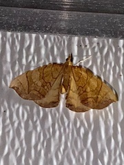 Eulithis diversilineata