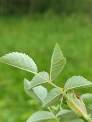 Rosa canina