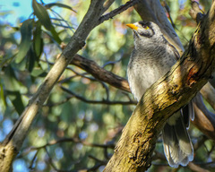 Manorina melanocephala