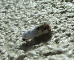 Tarache tetragona