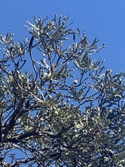 Lichmera indistincta