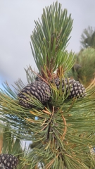 Pinus hartwegii