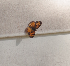 Phyciodes cocyta