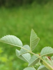 Rosa canina