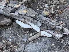 Spongiporus leucospongia