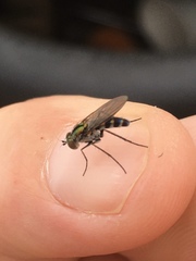 Plagioneurus univittatus