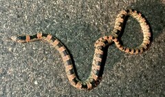 Rhinocheilus lecontei