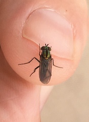 Plagioneurus univittatus