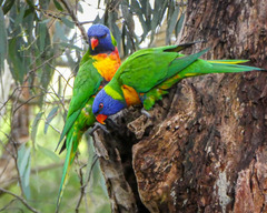 Trichoglossus moluccanus