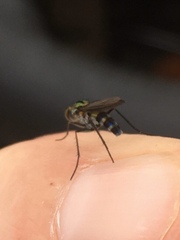Plagioneurus univittatus