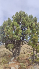Pinus hartwegii