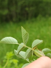 Rosa canina