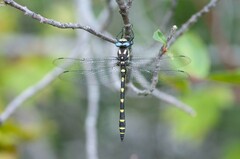 Cordulegaster dorsalis