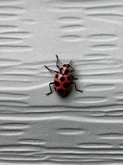 Coleomegilla maculata