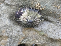 Siphonaria australis