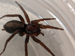 Herpyllus propinquus