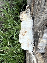 Spongiporus leucospongia