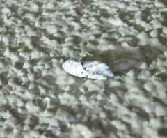 Acontiinae