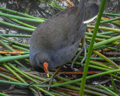 Gallinula tenebrosa