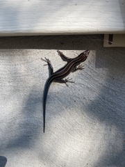 Plestiodon