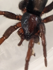 Herpyllus propinquus